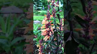 Agastache aka Hummingbird Mint blooms [upl. by Eaneg]