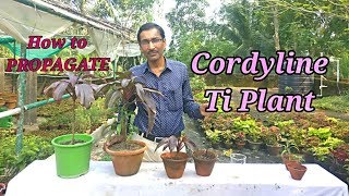 3 Easiest Methods to Propagate Hawaiian Ti Plant [upl. by Cooke601]