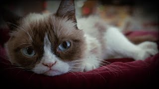 How Grumpy Cat Became a Famous Meme [upl. by Brenn]