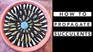 How to Propagate Succulents [upl. by Hazeefah]