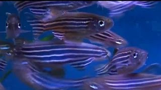 Zebrafish  Zebra Danio Danio rerio  Tropical Fish [upl. by Khalin247]