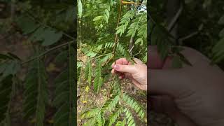 Gleditsia triacanthos Fabaceae honey locust [upl. by Barrington]