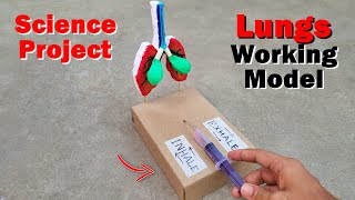 Best and easy school project for students  Human respiratory system Lungs working model [upl. by Ahsyekat]