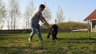 HORACY  4 months old briard puppy [upl. by Euton]