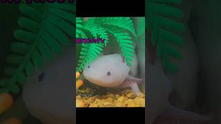 Real Axolotl at Knotts Berry Farm [upl. by Konrad]