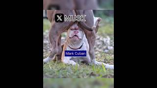 WOW🚀 66M Views  ELON MUSK Demolished Mark Cuban Political FaceOff  Battle of the Billionaires [upl. by Balch818]