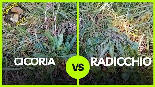 Cicoria e Radicchiella quotLe Differenze Principaliquot Cichorium intybus e Crepis vesicaria 🌿 [upl. by Enida]