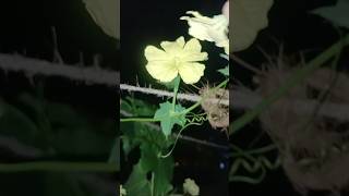 How to Hand Pollinate Plants Gardening Tips amp Tricks [upl. by Notnarb]