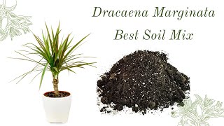 Dracaena Marginata  Best Soil Mix [upl. by Locin]