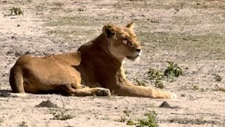 Two female Lions Try to Hunt  A Narrow Escape for Warthogs [upl. by Blaise]