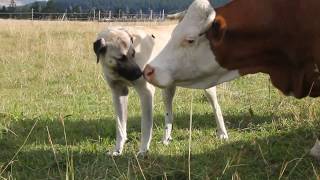 Herdenschutzhunde bei Rindern  Kangals und Hinterwälder [upl. by Ahsilef]