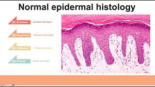 Introduction of Dermatopathology [upl. by Dur544]