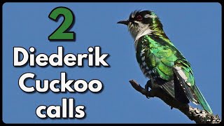 2 different DIEDERIK CUCKOO calls [upl. by Renrew]