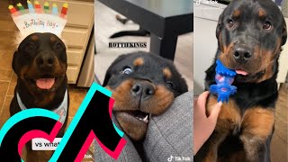 The Coolest Rottweiler TikTok Compilation  Dogs Of TikTok [upl. by Hahcim827]