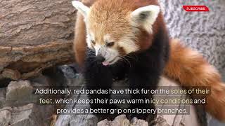 Uncovering the Physical Features of Red Pandas Unique Traits Explainedquot [upl. by Calli207]