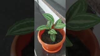 Prayer Plant  Indoor Plant 🪴 plants airpurifyingindoorplants [upl. by Nahgrom336]