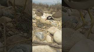 red wattled lapwing bird hatching  bird hatching  red wattled egg shortvideo redwattled [upl. by Neram]