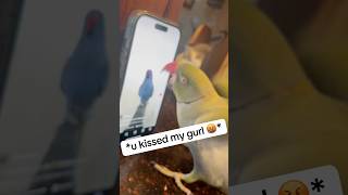 He’s sooo jealous 😲 talkingparrot talkingbird cuteanimals funnyanimals parrot jealousy [upl. by Atlanta103]