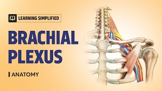 Learning Simplified Brachial Plexus  Anatomy  PrepLadder PG [upl. by Zadoc748]