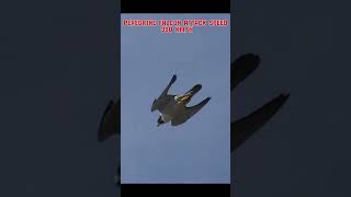 Eagle Vs Falcon Speed viralvideo viralshorts shortsvideo animals anime falcon [upl. by Emia]