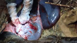 prolapse cow 😱😱prolapse surgery [upl. by Leake]