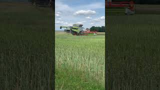 Raps Ernte 2024 claas farming landwirtschaft [upl. by Kosse]