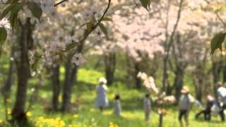 北の花めぐり キトウシ森林公園の桜 North flower in Kitoushi forest park [upl. by Nalek]