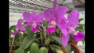 Cattleya walkeriana  Care amp Habitat [upl. by Macdonald]