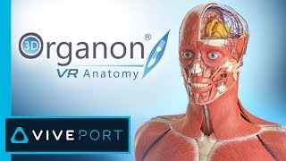 3D Organon VR Anatomy  Medis Media [upl. by Lesnah]