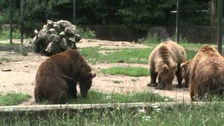 Bear fight at Brasov Zoo [upl. by Cass369]