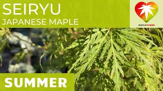 Seiryu Japanese maple [upl. by Silyhp]