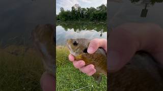 Bluegill caught in a metro pond fishing [upl. by Lednic875]