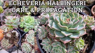 Echeveria halbingeri Care amp Propagation [upl. by Novelia]