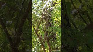 Unidentified Bird in treetop singing while a Gnatcatcher Bird is busy working below TN USA [upl. by Miza]