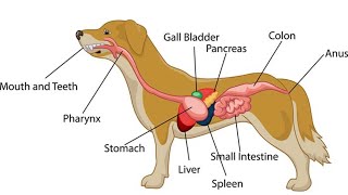 How Long Does it Take For a Dog To Digest Food [upl. by Nibla804]