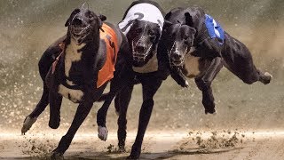 Greyhound dog racing in Ireland [upl. by Elram]