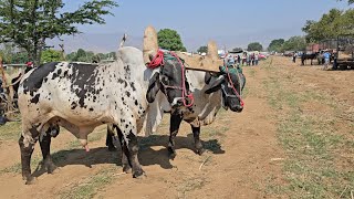 Baratillo nuevo zimatlan de Alvarez Oaxaca yuntas de Toros Becerros Vacas 🐄 caballos burros y más [upl. by Ludewig700]