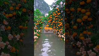 Lets explore beautifull fruit garden 🥭🍉🍓🍎🍊shorts nature fruit [upl. by Corry]