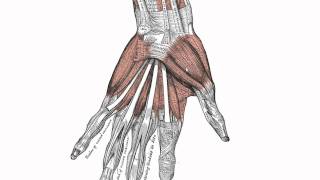 Muscles of the Hand  Anatomy Tutorial [upl. by Ataynek410]