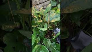 Perennial cutback flush vs stub landscaper perennial perennialplant garden gardeningtips [upl. by Nymzaj113]