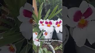 Anggrek Miltonia Putih [upl. by Ahsiliw544]