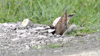 Killdeer scrape ceremony video [upl. by Yaf]