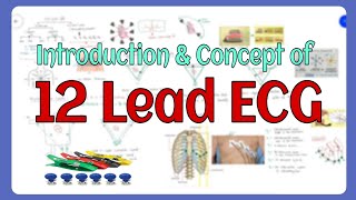 ECG Leads। 12 Lead ECG। EKG Leads। Bangla [upl. by Erminie]