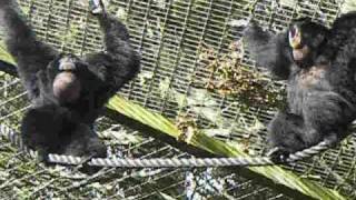 Siamangs singing in the morning at Hamilton Zoo [upl. by Anrol]