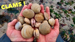 CLAM FORAGING  Delicious Clams Cooked in Garlic Butter  Coastal Foraging Clams Lobster  SEAWEED [upl. by Ahseid]