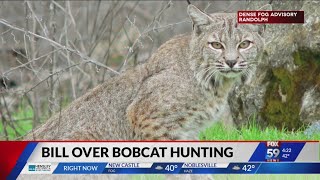 Bill over bobcat hunting in Indiana [upl. by Anhpad24]