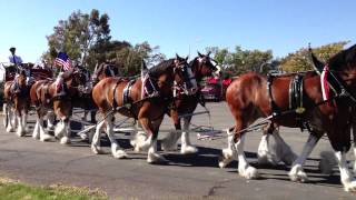 Budweiser Clydesdale Horses and Beer Carriage [upl. by Corabella]