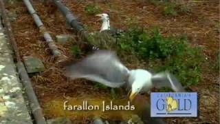 Californias Gold 144  FARALLON ISLANDS [upl. by Euqinom696]