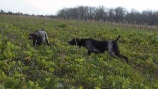 Braque Allemand  chasse au faisan [upl. by Beetner]