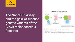 The NanoBiT® Assay and the gainoffunction genetic variants of the GPCR Melanocortin 4 Receptor [upl. by Sy]